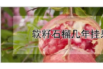 软籽石榴几年挂果