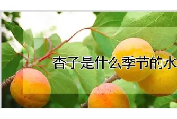 杏子是什么季节的水果