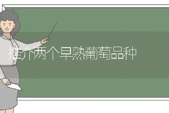 推介两个早熟葡萄品种