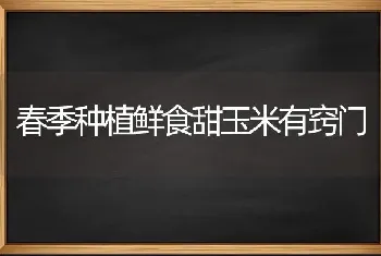 春季种植鲜食甜玉米有窍门