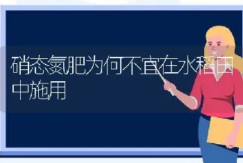 硝态氮肥为何不宜在水稻田中施用