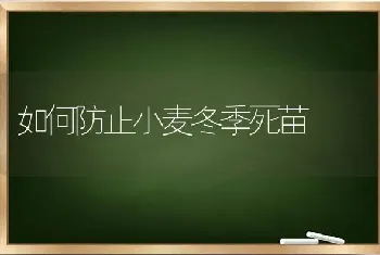 如何防止小麦冬季死苗