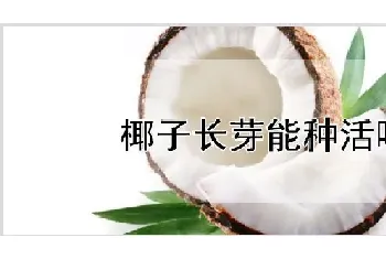 椰子长芽能种活吗