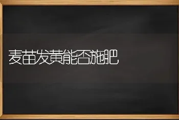 麦苗发黄能否施肥