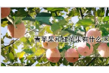 青苹果和红苹果有什么区别