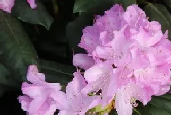 杜鹃花一年开几次花?杜鹃花形态特征与植物学史