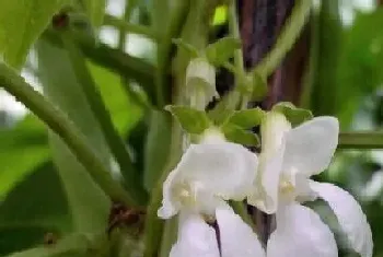 豇豆花期几天,开花到结果需要多久时间?