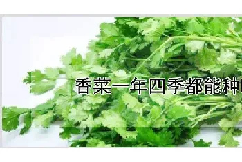 香菜一年四季都能种吗