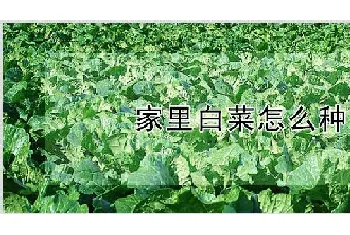 家里白菜怎么种