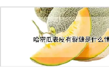 哈密瓜表皮有裂缝是什么情况