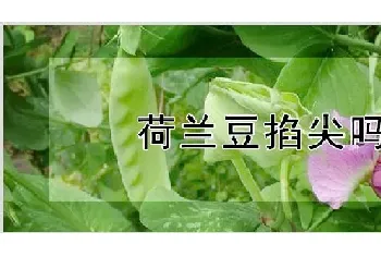 荷兰豆掐尖吗