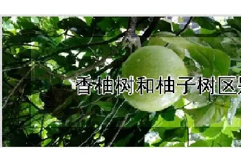 香柚树和柚子树区别