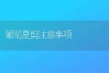 葡萄夏剪注意事项