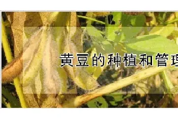 黄豆的种植和管理