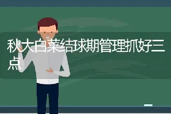 秋大白菜结球期管理抓好三点