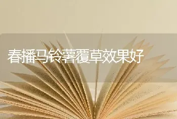 春播马铃薯覆草效果好