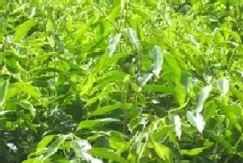 沉香茶属于什么茶?