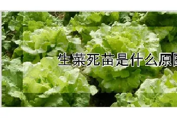 生菜死苗是什么原因