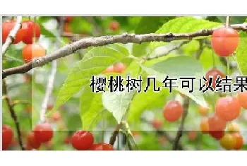 樱桃树几年可以结果