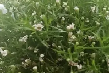 满天星什么季节开花,花期在几月份?