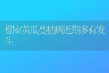 棚室黄瓜蔓枯病近期多有发生