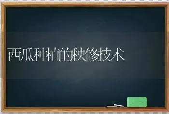 西瓜种植的秧修技术