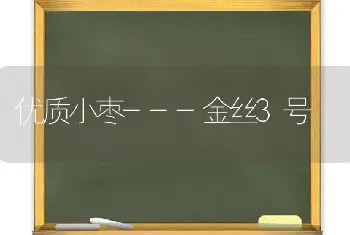 优质小枣---金丝3号