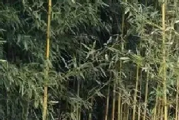 竹子是什么季节的植物,竹子是哪个节气生长的?