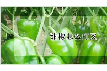 甜椒怎么打叉