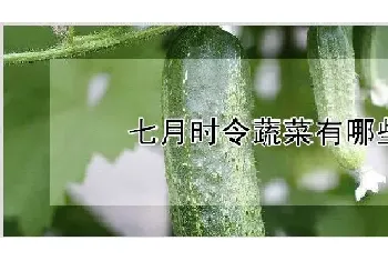 七月时令蔬菜有哪些