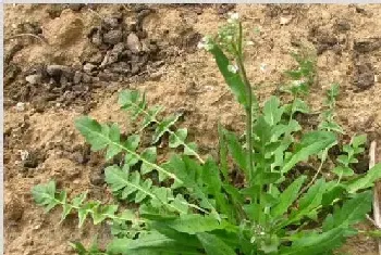 野菜种植技术 种野菜要掌握哪些要点？