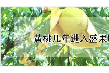 黄桃几年进入盛果期