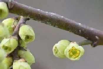 旌节花是被子植物吗?旌节花植物学介绍