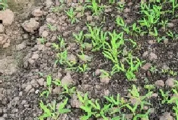 空心菜是多年生还是一年生的植物?