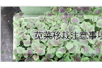 苋菜移栽注意事项