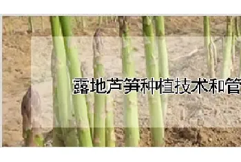 露地芦笋种植技术和管理