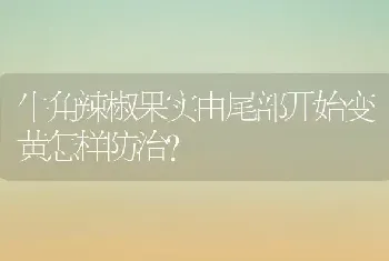 牛角辣椒果实由尾部开始变黄怎样防治?