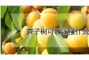 杏子树可以嫁接什么树