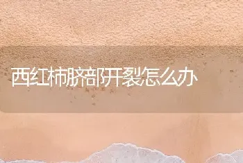 西红柿脐部开裂怎么办