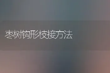 枣树钩形枝接方法