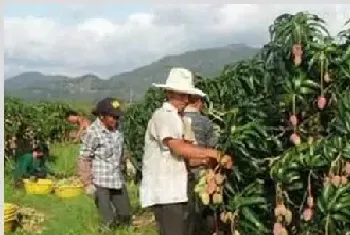 我国芒果种植主要分布在哪？芒果种植对环境的要求