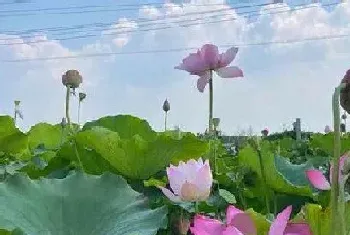 荷花是被子植物吗?荷花植物学介绍