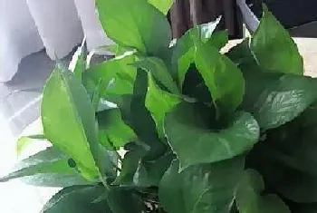 植物多久浇一次水?