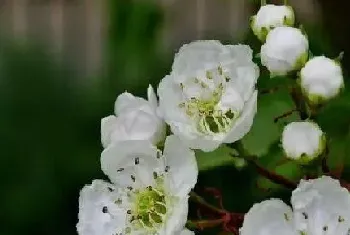 山楂树一年开几次花?山楂树形态特征与植物学史