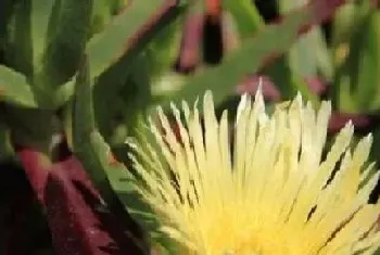 霸王花一年开几次花?霸王花形态特征与植物学史