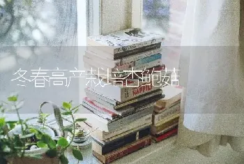 冬春高产栽培杏鲍菇