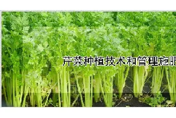 芹菜种植技术和管理施肥