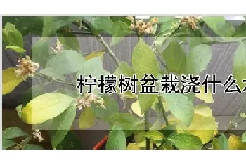 柠檬树盆栽浇什么水