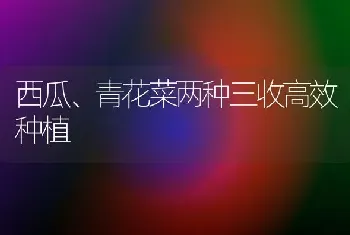 西瓜、青花菜两种三收高效种植