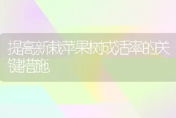 提高新栽苹果树成活率的关键措施